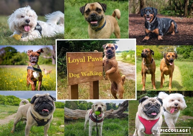 Loyal paws pet care service dog walking service Offering a pet care service in Cheam