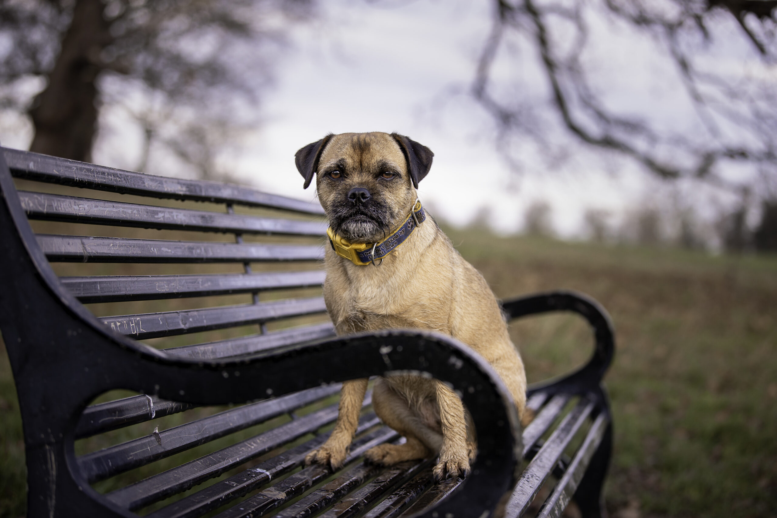 dog photography, pet photographer, dog photographer