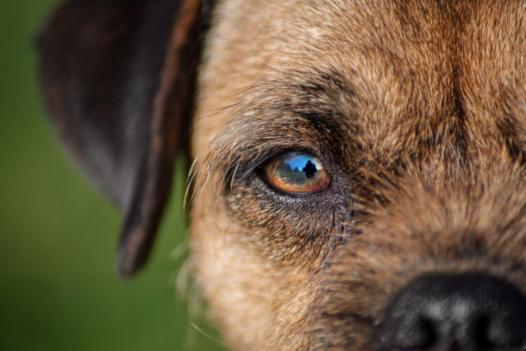 Loyal paws Pet Service and pet care. dog walking in Sutton Morden Cheam dog walker