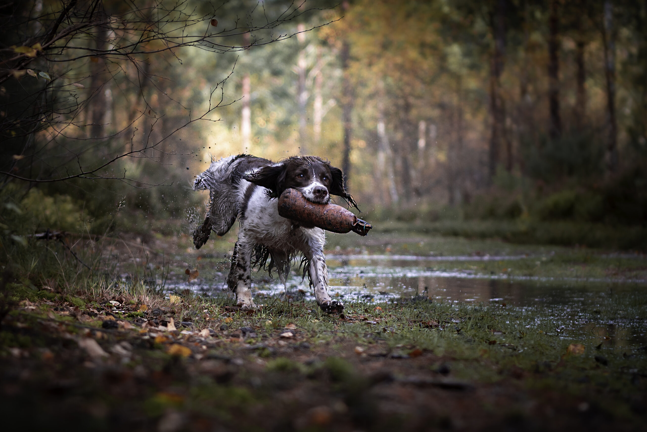 dog photography, pet photoshoot, dog photographer
