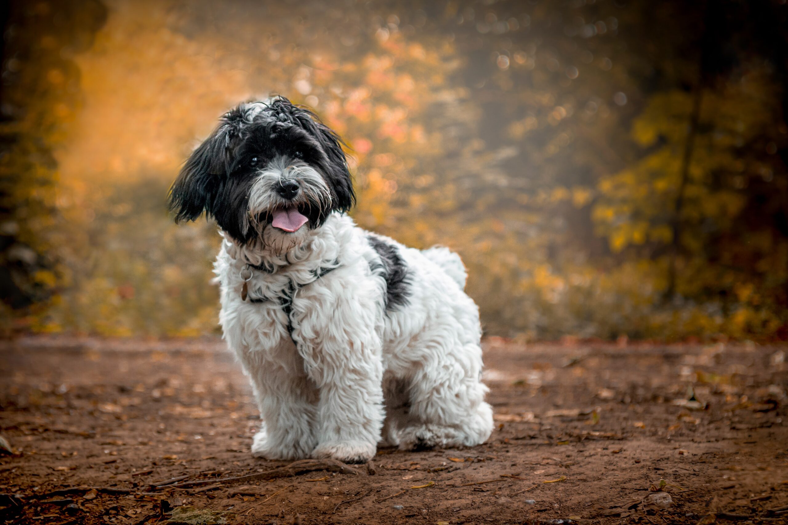 Puppy Photographer