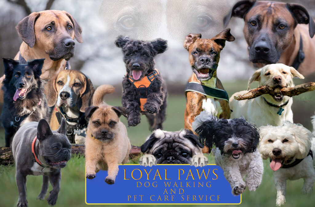 loyal paws service